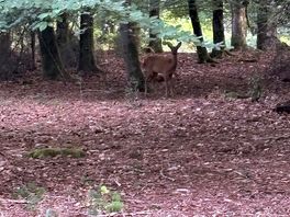 Even more deer