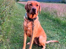 Our dog enjoying a walk around the designated field.