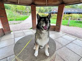 Happy doggy