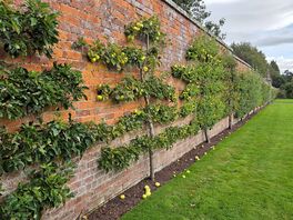 Abundant fruit trees in glamis walled garden