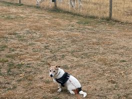 The dog still isn't sure about them 😀
