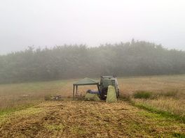 Foggy mornings