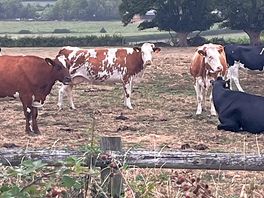 These cows are nosy and noisy 🐮 💚