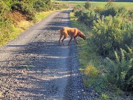 Dog walk near pod