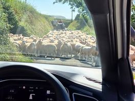 Sheep down the lane, to site.