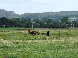 Racing horses with their foals