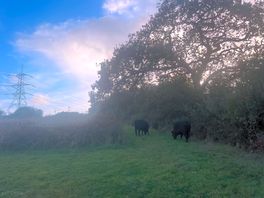 The friendly cows which graze on the salt marshland but are separated from the campsite pitches
