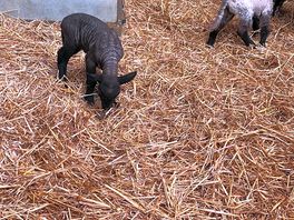 Cute lambs