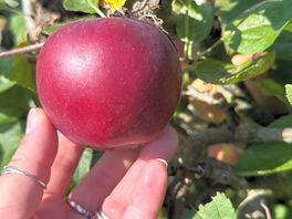 Apples
