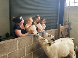 Feeding cows.
