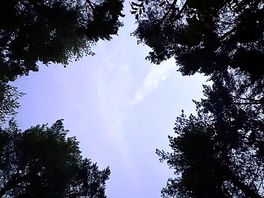Forest viewer