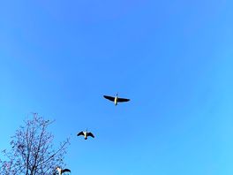 Amazing to see so many geese in formation.
