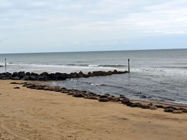 Seal colony at horsey gap