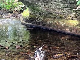 Bridge nearby