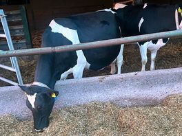 Evening walk to see the diary cows