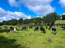Owners cows on the nearby fields