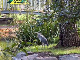 Heron