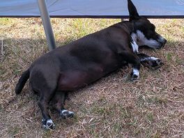 A very chilled connie