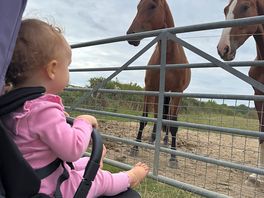 Beautiful horses