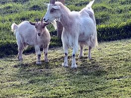 Our friendly neighbours for the night