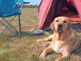 Dog friendly as demonstrated :)