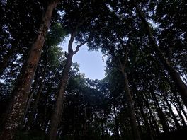Woodland walk trees