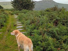 Walkies in minions, two minutes up the road