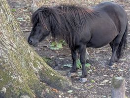 Pony