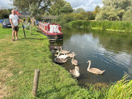 Lots of cygnets.