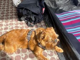This little fella was so friendly and was very comfortable in the awning