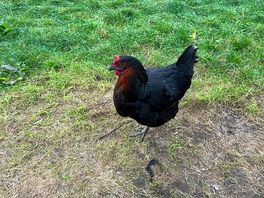 More of the locals, very friendly and hungry