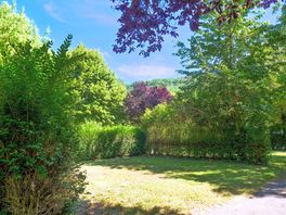 Hedges marking out the pitches