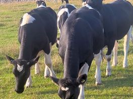Cows from the farm