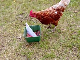 Animals on site