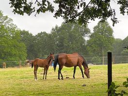 Gorgeous horses