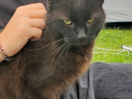 Ted the cat