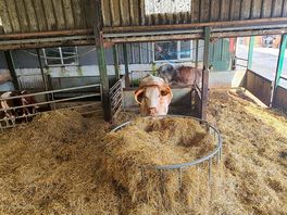 Inside the farm