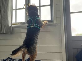 Dog friendly