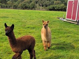 Cute alpaca