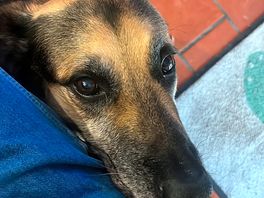 The friendly dog who loves to be stroked