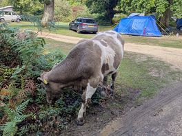 Free roaming cow