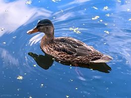 Lots of wildlife. ducks, birds, swans, fish.