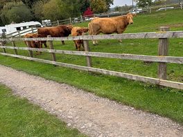 Walk up the lane to look at the animals