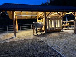 Horses
