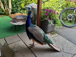 Peacock at the shop