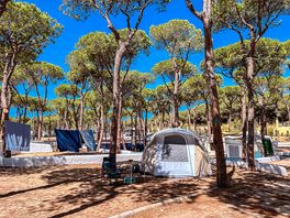 Medium pitch under the trees