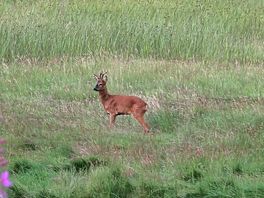 Wildlife