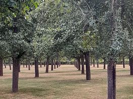 Loved walking through the trees.