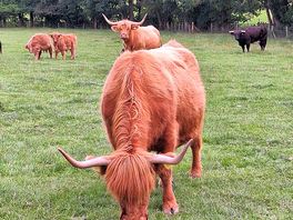 Neighbours