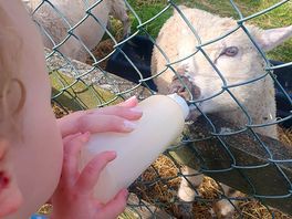 Feeding lambs